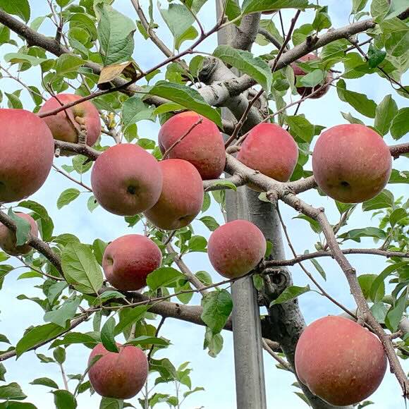 ゆりりんさん専用 楽天市場】リキュール 和歌山 九重雑賀 柚 Rockn Yuzu（ロックンユズ