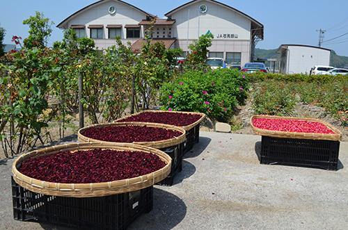 Rose Vinegar(ローズビネガー)150ml【14600213】 - センナリ おいしさ研究所 大地