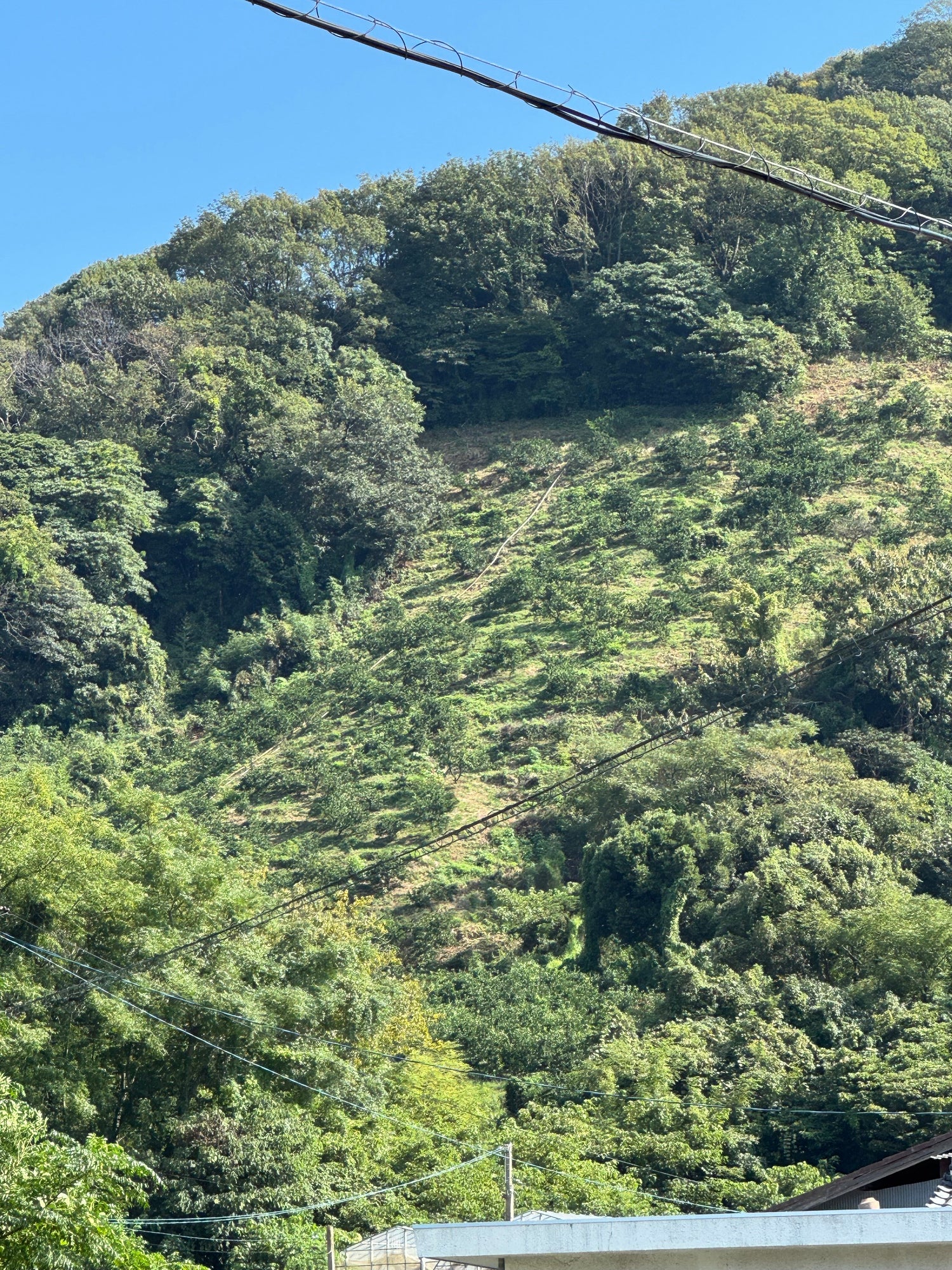 大崎上島　みかん2025