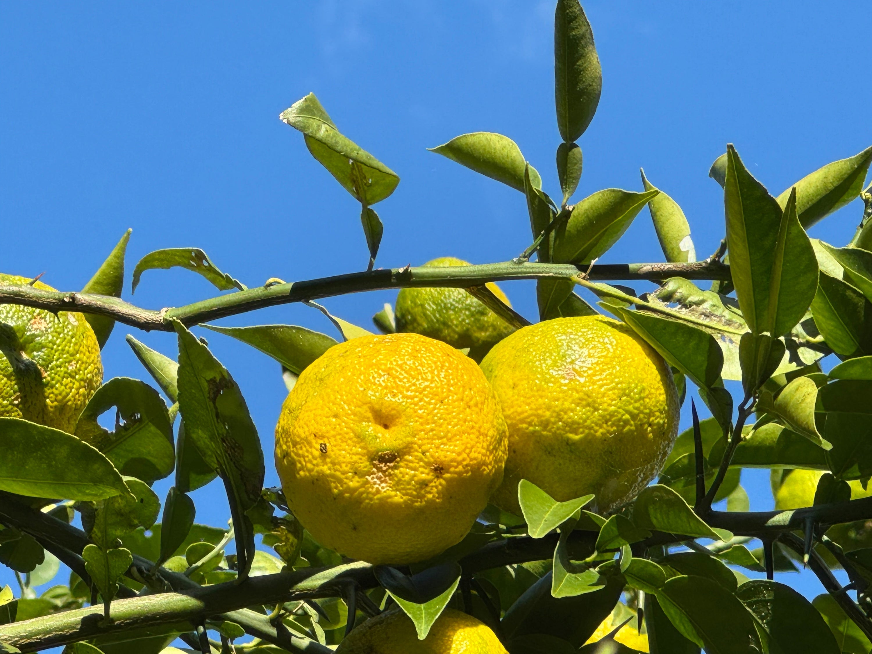 高知　有機柚子2025