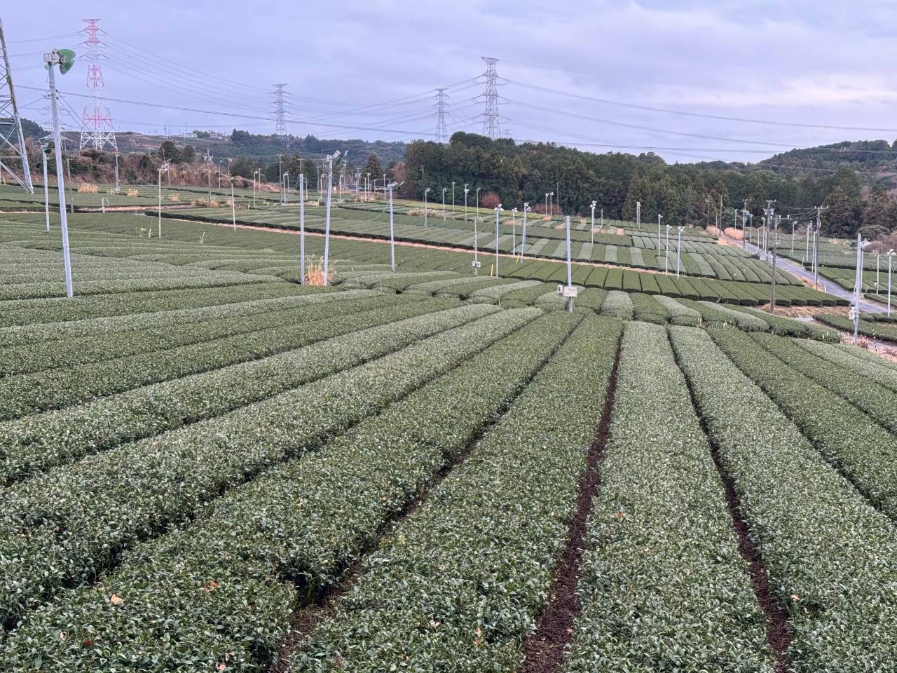 静岡　お茶