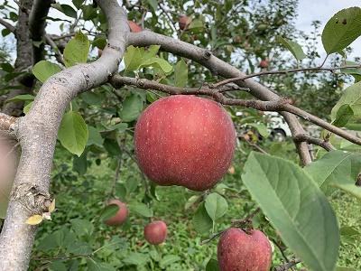 二年ぶり。青森へ有機りんごの産地訪問。　