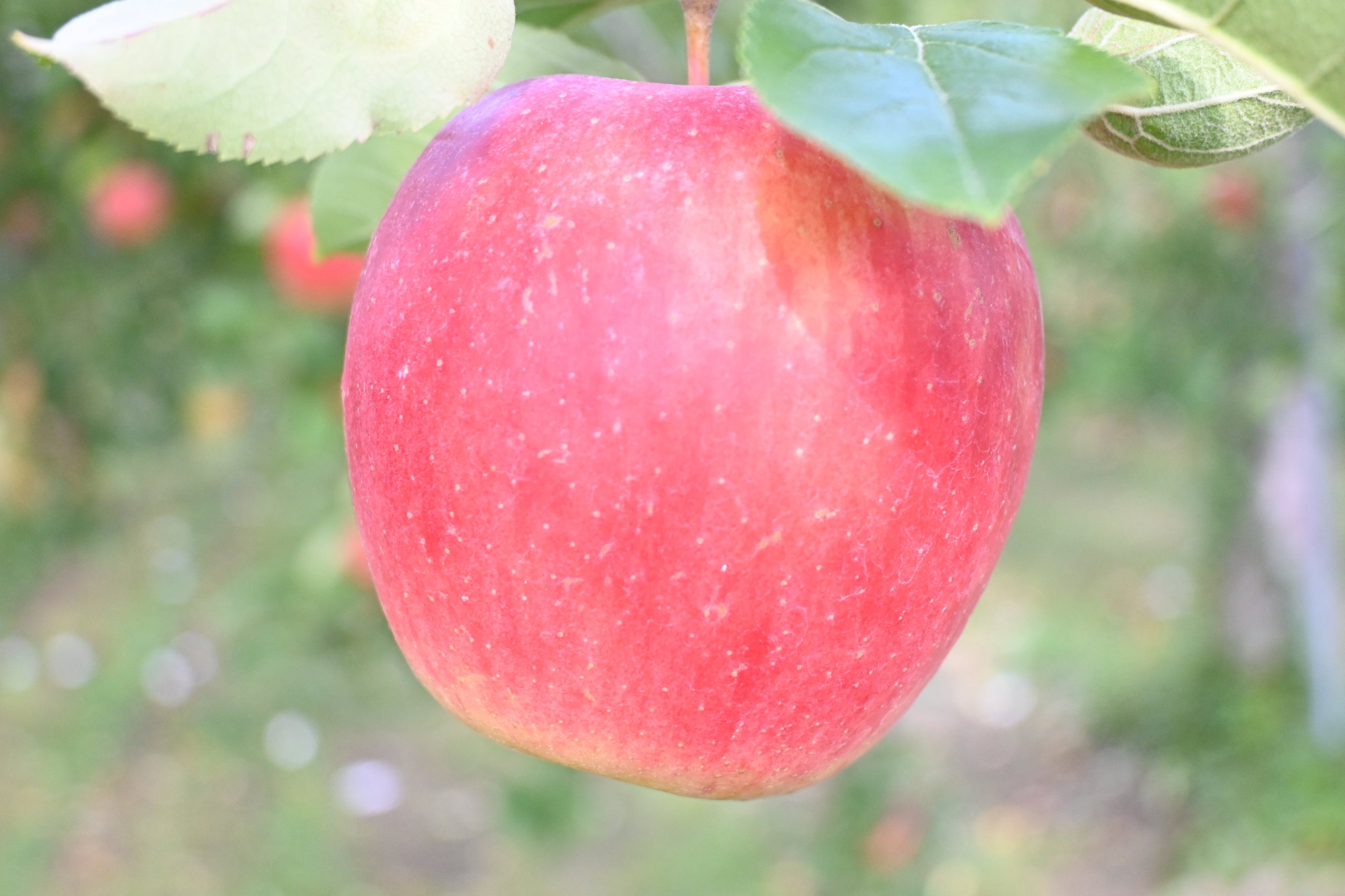 高野りんご　産地訪問