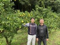 有機柚子の産地、高知県へ - センナリ おいしさ研究所 大地 