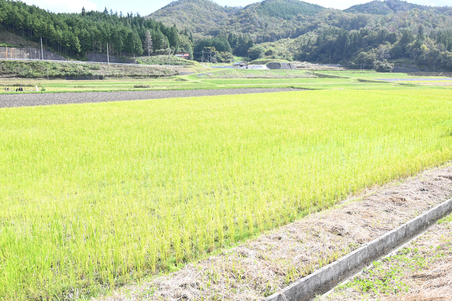 庄原米　産地訪問
