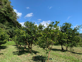 高知県　有機柚子の産地へ