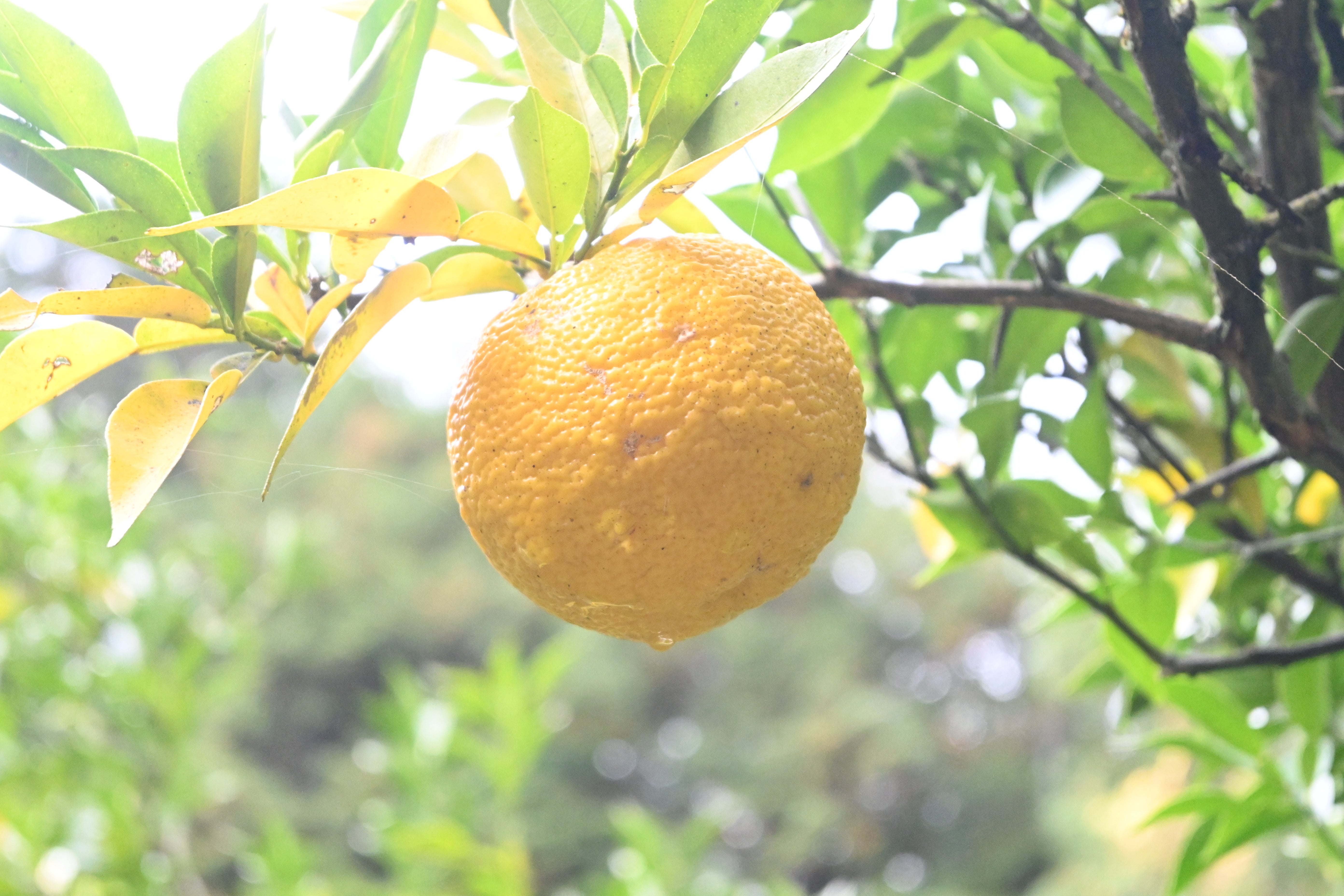 センナリ おいしさ研究所 大地：有機JAS認定「米の酢」を中心にのむ酢